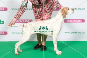 Best of Breed Winner POINTER