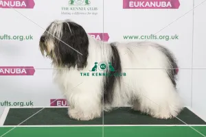 Crufts 2019 - Best of Breed / Pastoral