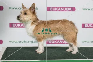 Best of Breed Winner Portuguese Podengo (Warren Hound) (Non Cc) Best of Breed Winner Portuguese Podengo (Warren Hound) (Non Cc)