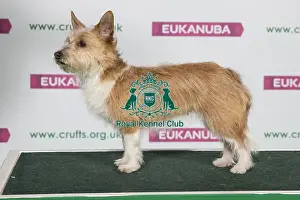 Hound Prints: Best of Breed Winner Portuguese Podengo (Warren Hound) (Non Cc)