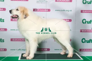 Best of Breed Winner PYRENEAN MOUNTAIN DOG Best of Breed Winner PYRENEAN MOUNTAIN DOG