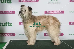 Best of Breed Winner PYRENEAN SHEEPDOG (LONG HAIRED) (NONCC) Best of Breed Winner PYRENEAN SHEEPDOG (LONG HAIRED) (NONCC)