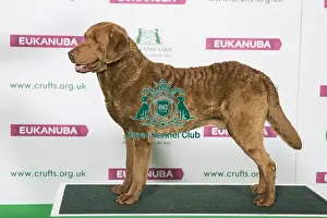 Best of Breed Winner RETRIEVER (CHESAPEAKE BAY)
