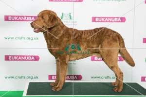 Best of Breed Winner RETRIEVER (CHESAPEAKE BAY) Best of Breed Winner RETRIEVER (CHESAPEAKE BAY)
