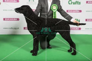 Best of Breed Winner RETRIEVER (CURLY COATED)