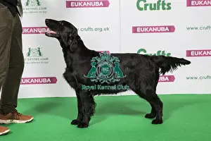 Best of Breed Winner RETRIEVER (FLAT COATED)