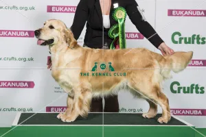 Best of Breed Winner RETRIEVER (GOLDEN)