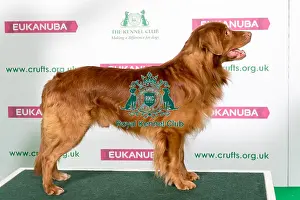 Gundog Prints: Best of Breed Winner Retriever (Nova Scotia Duck Tolling)