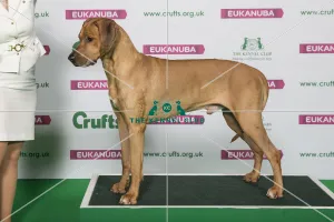 Best of Breed Winner RHODESIAN RIDGEBACK