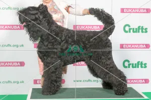 Best of Breed Winner RUSSIAN BLACK TERRIER