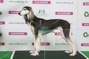 Saluki