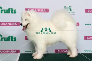 Best of Breed Winner SAMOYED