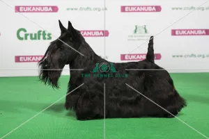 Best of Breed Winner SCOTTISH TERRIER Best of Breed Winner SCOTTISH TERRIER