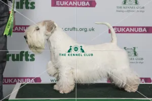 Best of Breed Winner SEALYHAM TERRIER Best of Breed Winner SEALYHAM TERRIER