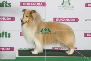 Crufts 2019 - Best of Breed / Pastoral