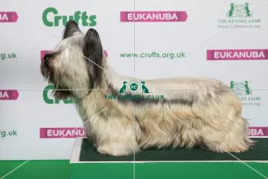 Best of Breed Winner SKYE TERRIER