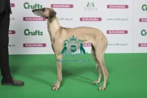 Winners Prints: Best of Breed Winner SLOUGHI