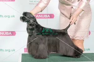 Best of Breed Winner SPANIEL (AMERICAN COCKER) Best of Breed Winner SPANIEL (AMERICAN COCKER)