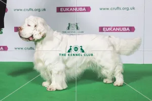 Best of Breed Winner SPANIEL (CLUMBER)