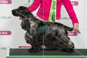 Best of Breed Winner SPANIEL (COCKER)