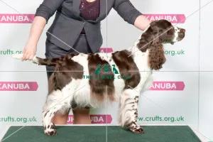 Best of Breed Winner SPANIEL (ENGLISH SPRINGER)