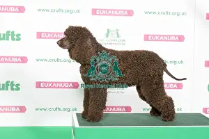 Best of Breed Winner SPANIEL (IRISH WATER)