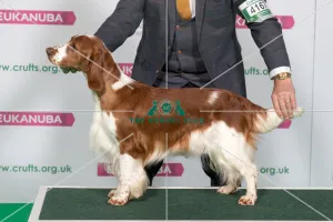 Best of Breed Winner SPANIEL (WELSH SPRINGER)