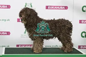 Best of Breed Winner SPANISH WATER DOG