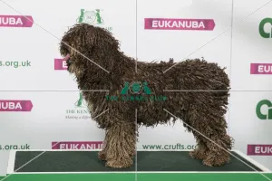 Best of Breed Winner SPANISH WATER DOG