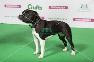 Best of Breed Winner STAFFORDSHIRE BULL TERRIER