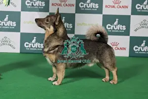 2025 Prints: Best of Breed winner Swedish Vallhund 2025