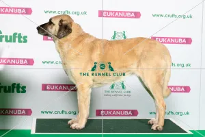 Crufts 2019 - Best of Breed / Pastoral