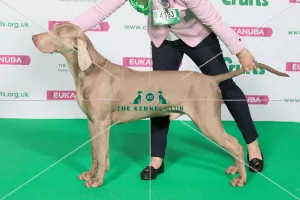 Best of Breed Winner WEIMARANER