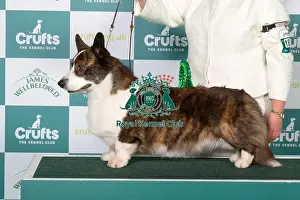Best of Breed winner Welsh Corgi Cardigan 2025