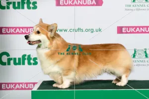 Crufts 2019 - Best of Breed / Pastoral
