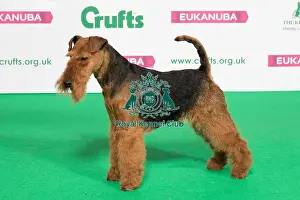 Terrier Prints: Best of Breed Winner WELSH TERRIER