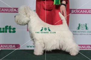Best of Breed Winner WEST HIGHLAND WHITE TERRIER
