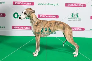 Best of Breed Winner WHIPPET
