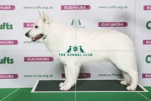 Crufts 2019 - Best of Breed / Pastoral