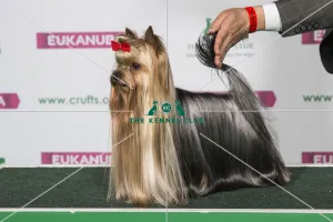 Best of Breed Yorkshire Terrier