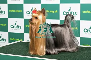 Best of Breed YORKSHIRE TERRIER Crufts 2023