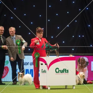 Best in Group, Crufts 2015