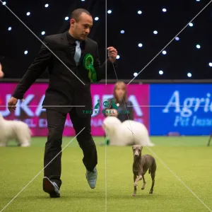 Best in Group, Crufts 2015