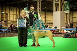 Puppy Prints: Best Puppy in Breed Great Dane at Crufts 2026