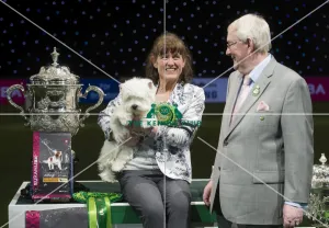 Best in Show, Crufts 2016 Best in Show, Crufts 2016