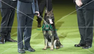 West Midlands Police Display