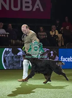 Best in Show, Crufts 2016