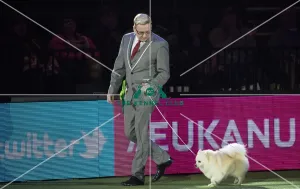 Best in Show, Crufts 2016