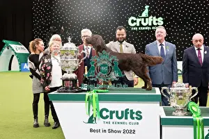 Best in Show Winner Crufts 2022