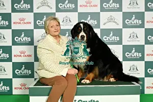 Bernese Mountain Dog Prints: Bethan Jones from North Wales with Lacey